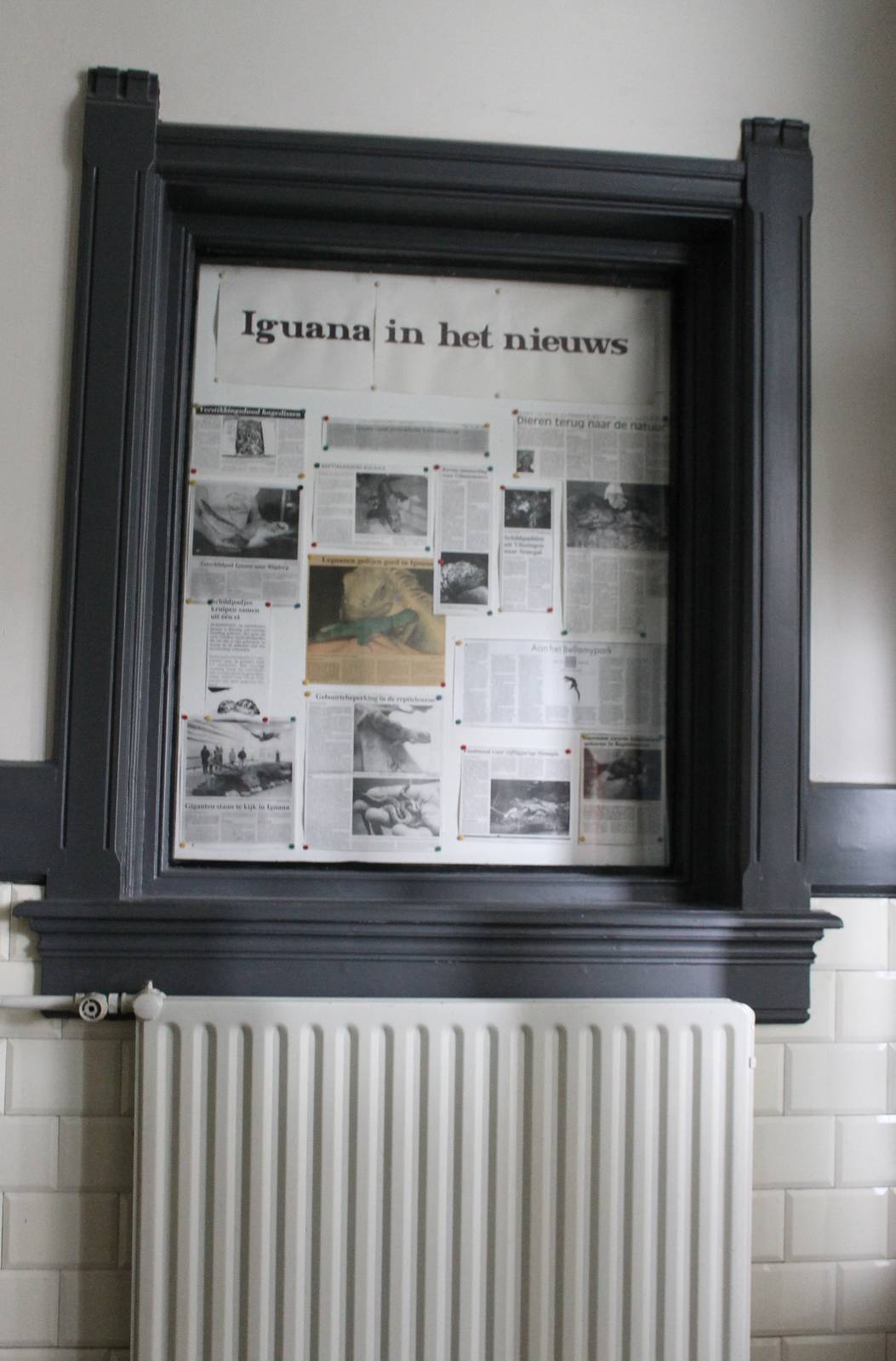 Iguana in the newspapers