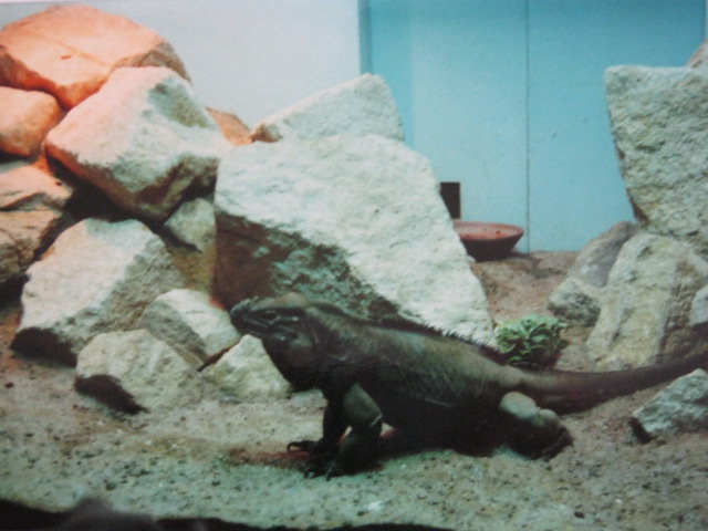 Iguana London Zoo 1990