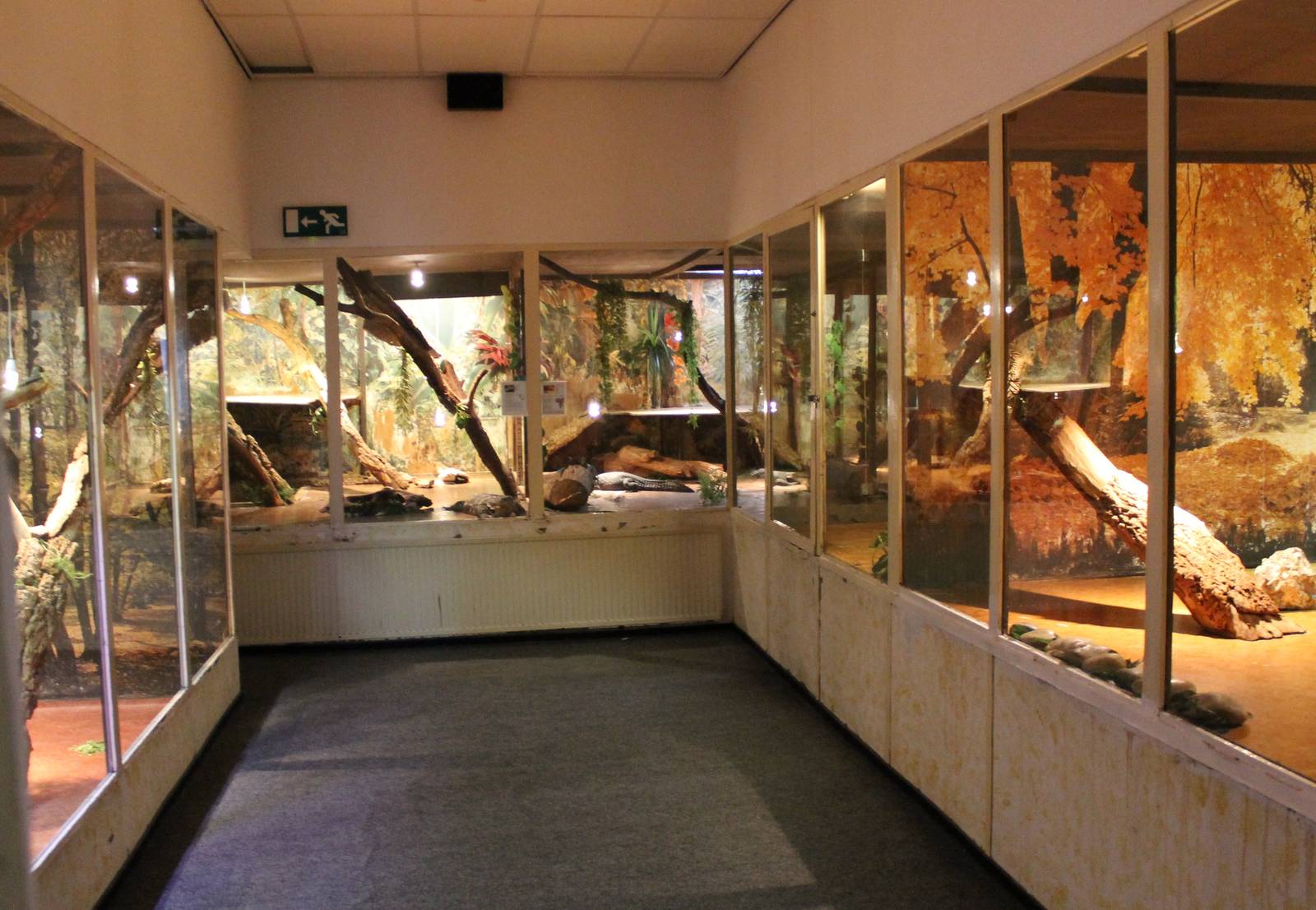 Iguana, monitor and crocodilian enclosures