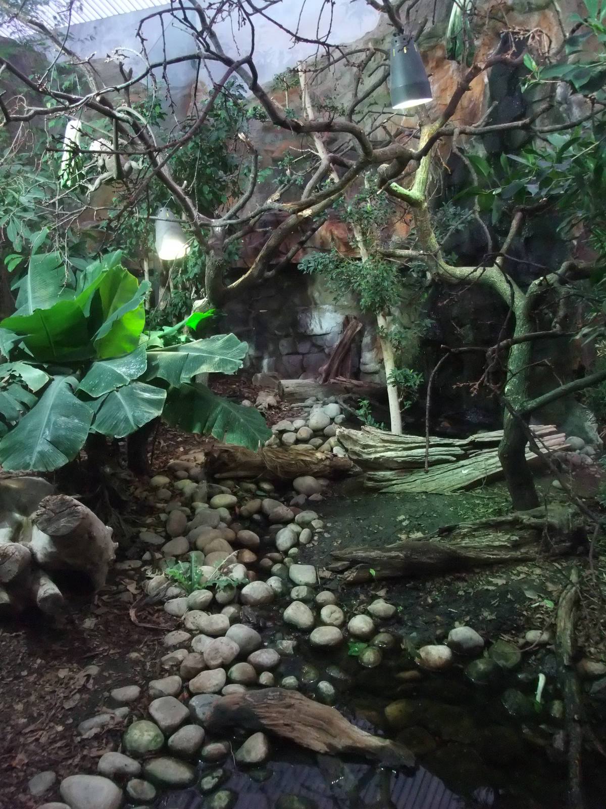 Iguana/Mountain Chicken Exhibit at Chester, 04/02/12