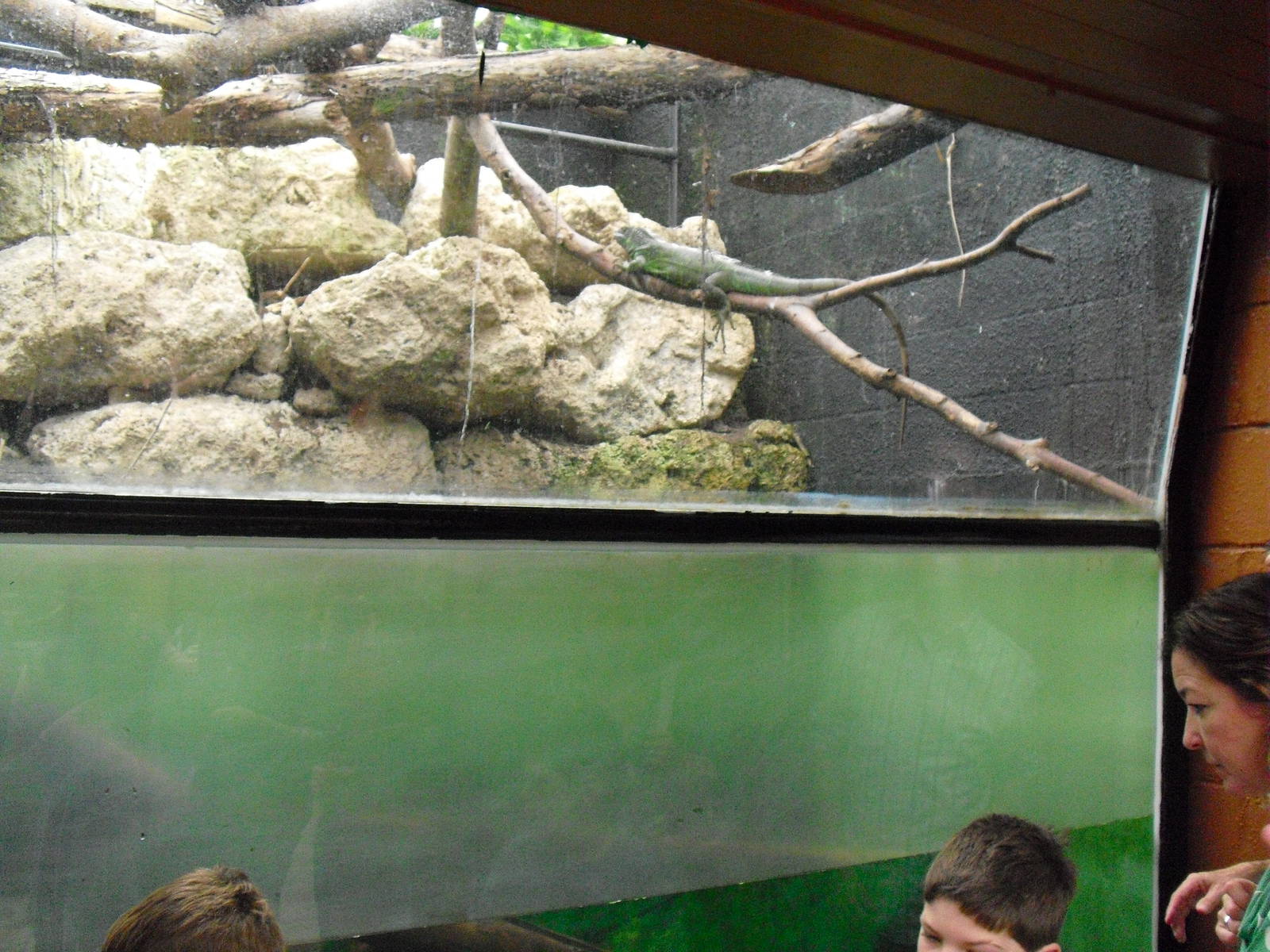 Iguana over the Amazon Tank - 27/10/2011