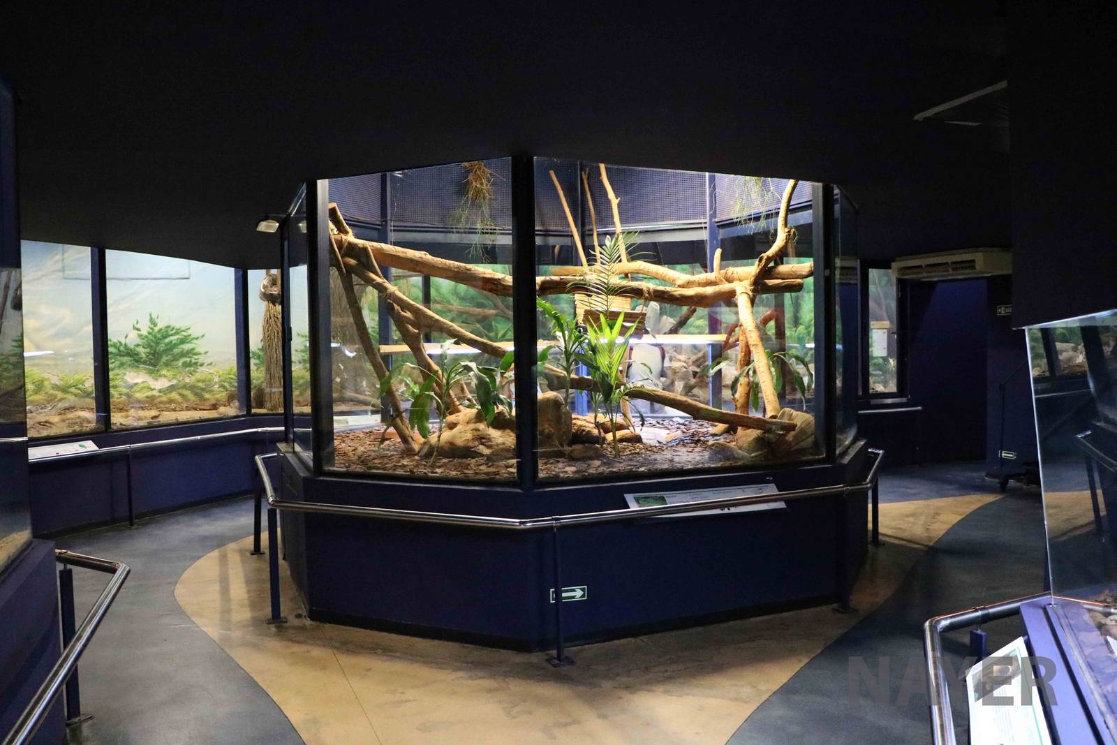 Iguana & red-footed tortoise enclosure- Instituto Butantan, 2016