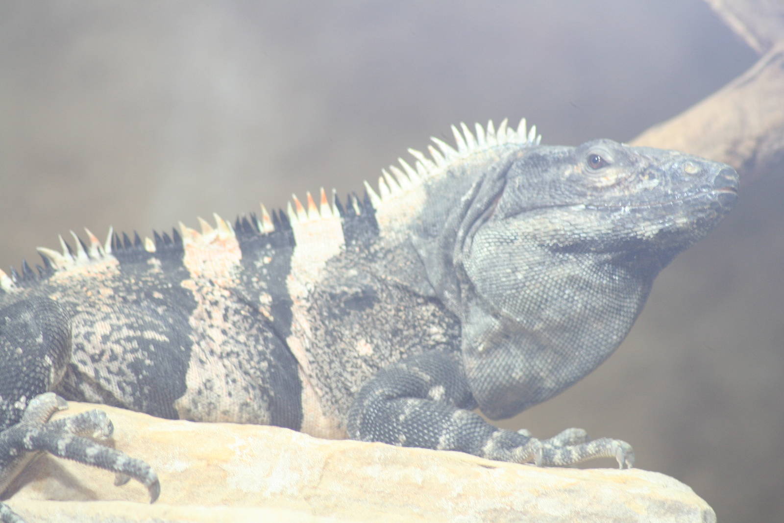 Iguana species? -  July 08