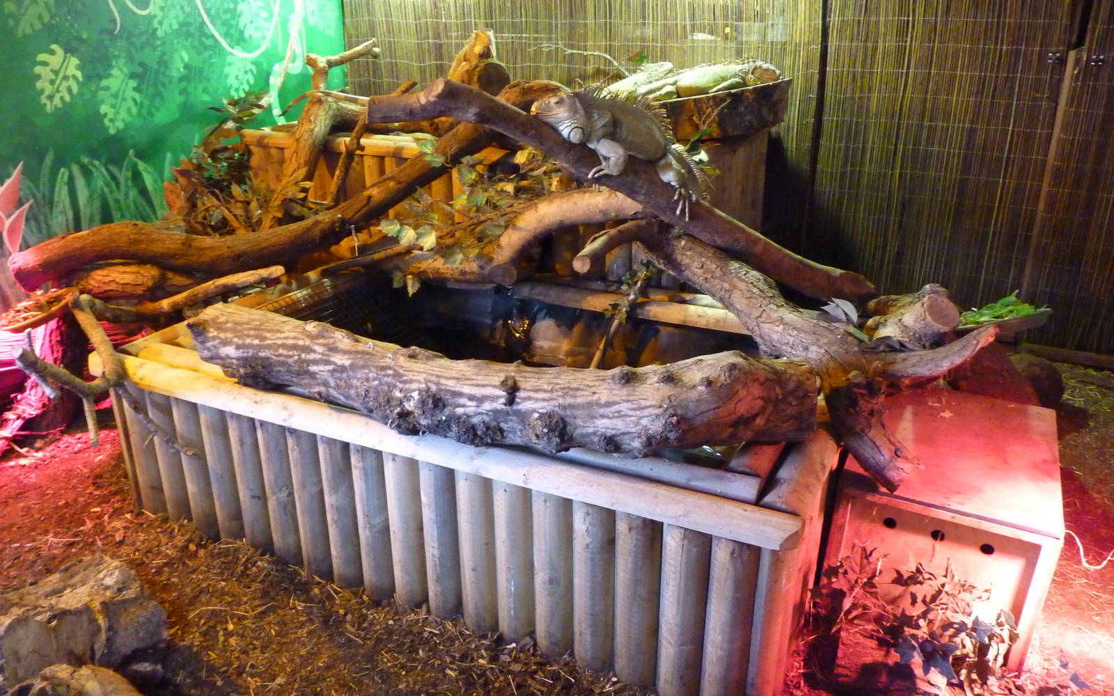 Iguana/Tortoise/Armadillo Exhibit