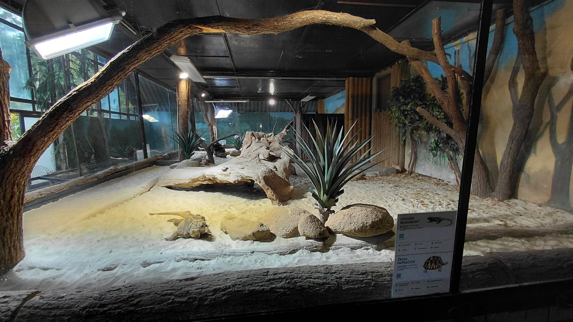 Iguana + tortoise exhibit