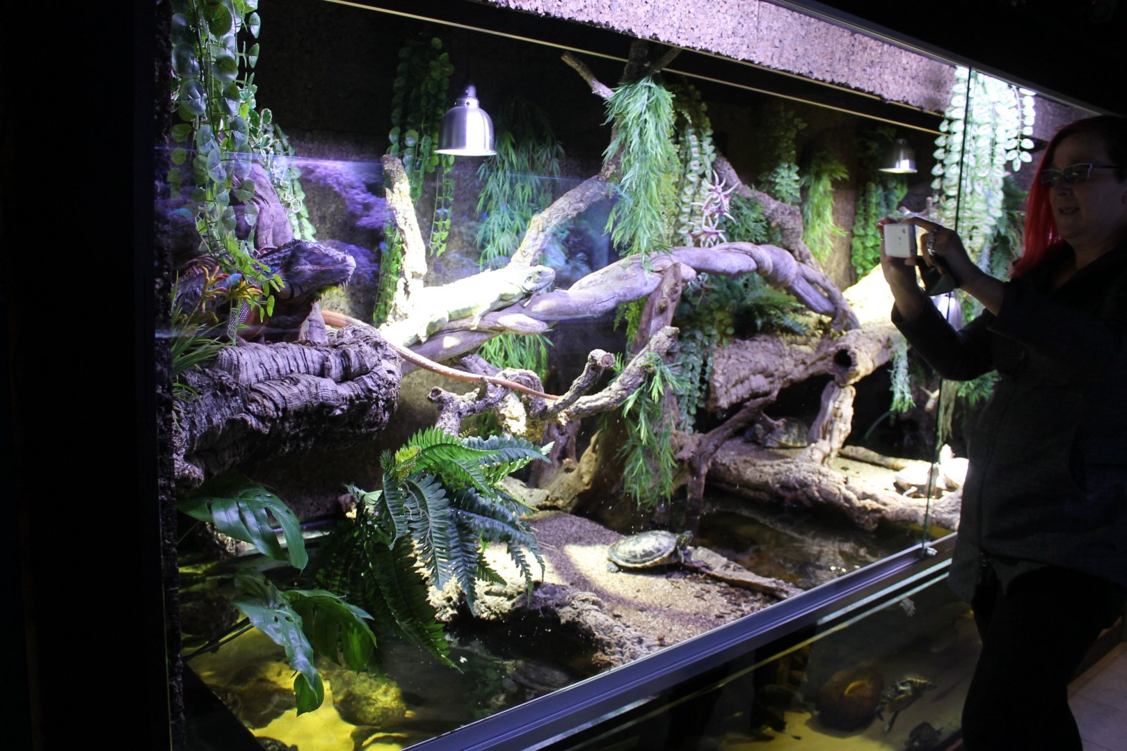 Iguana - Turtle-enclosure