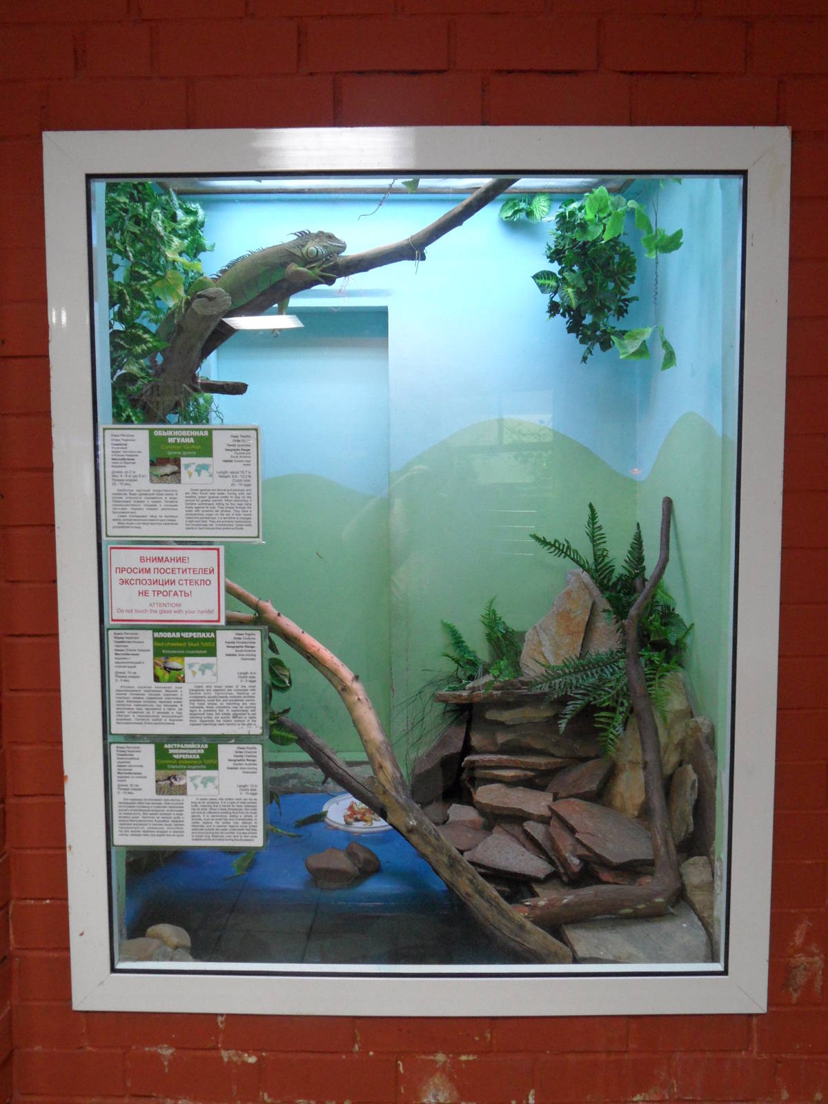 Iguana & turtles exhibit