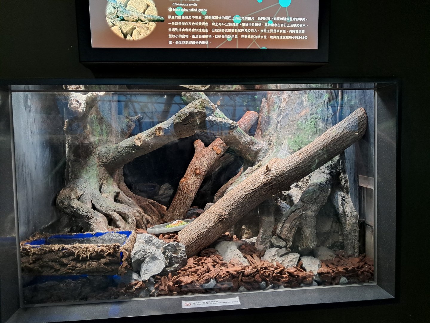 Iguana vivarium