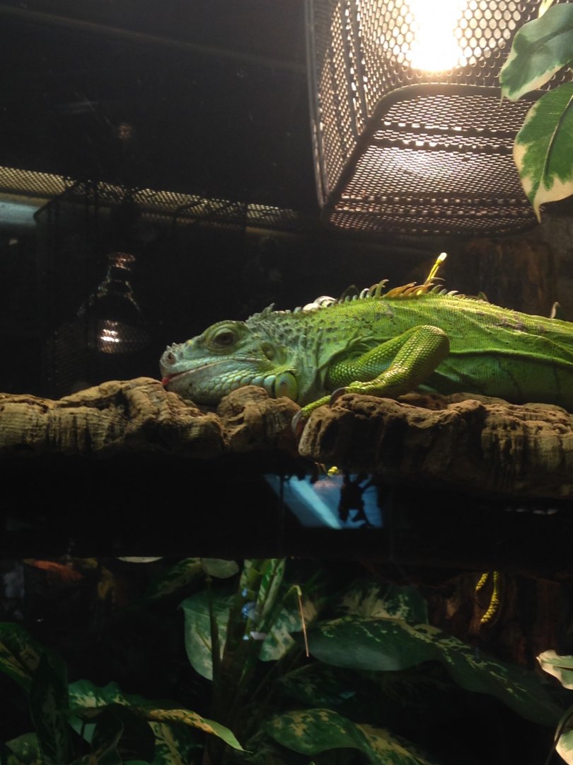 Iguana w/ (unshown) "forked" tail