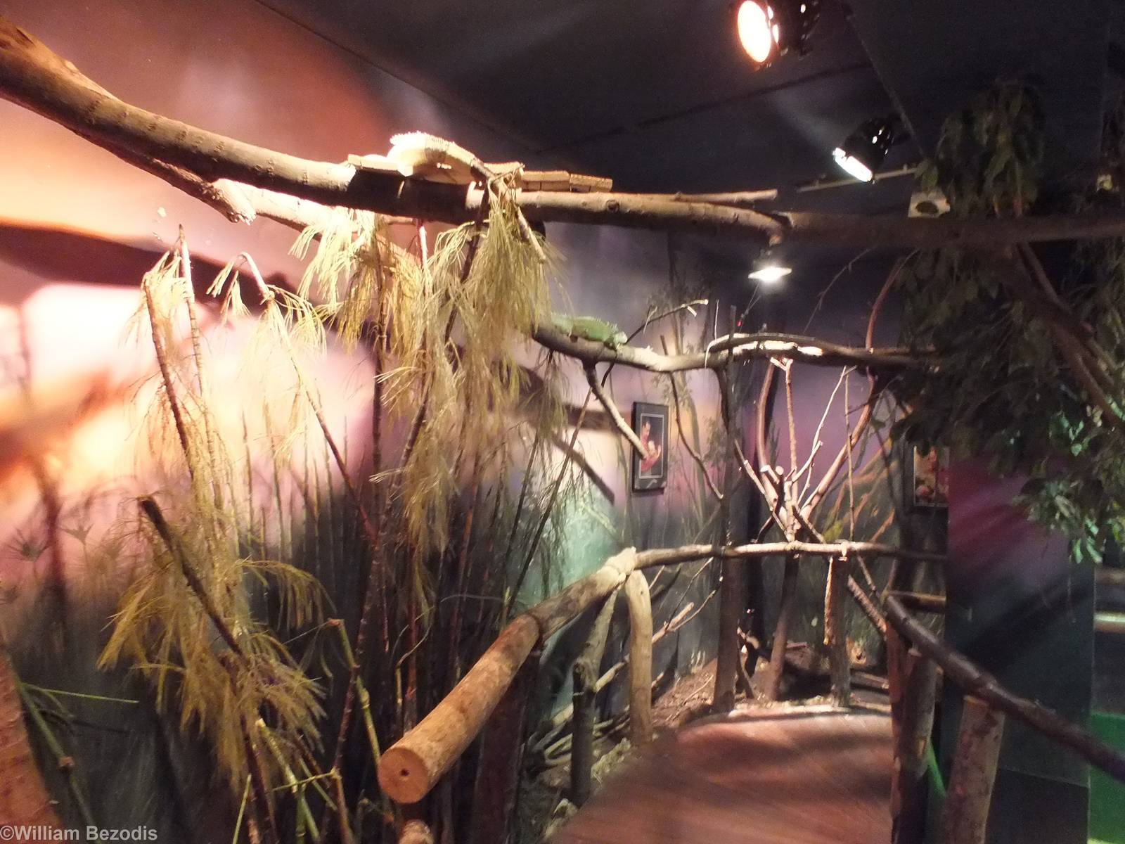 Iguana Walkhrough - Swamp Section