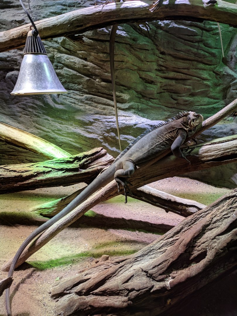 Iguana Zoo Praha 2018