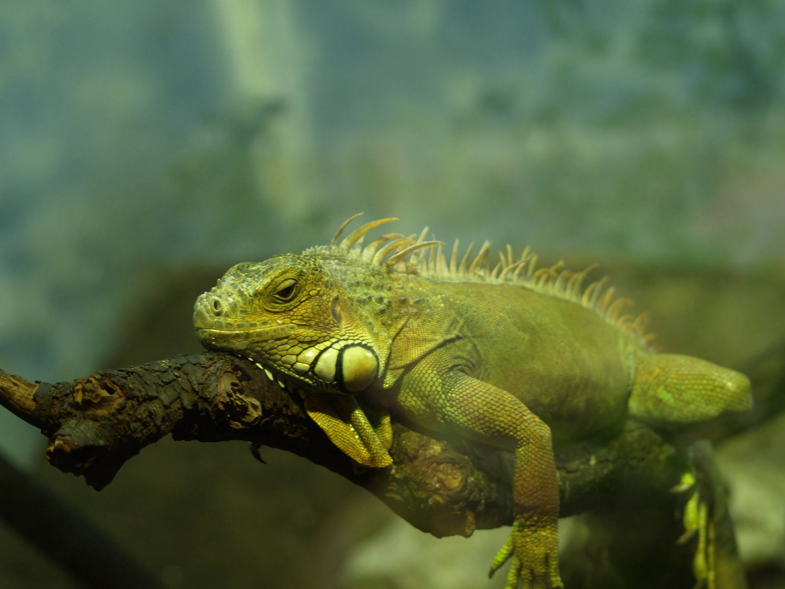 iguana