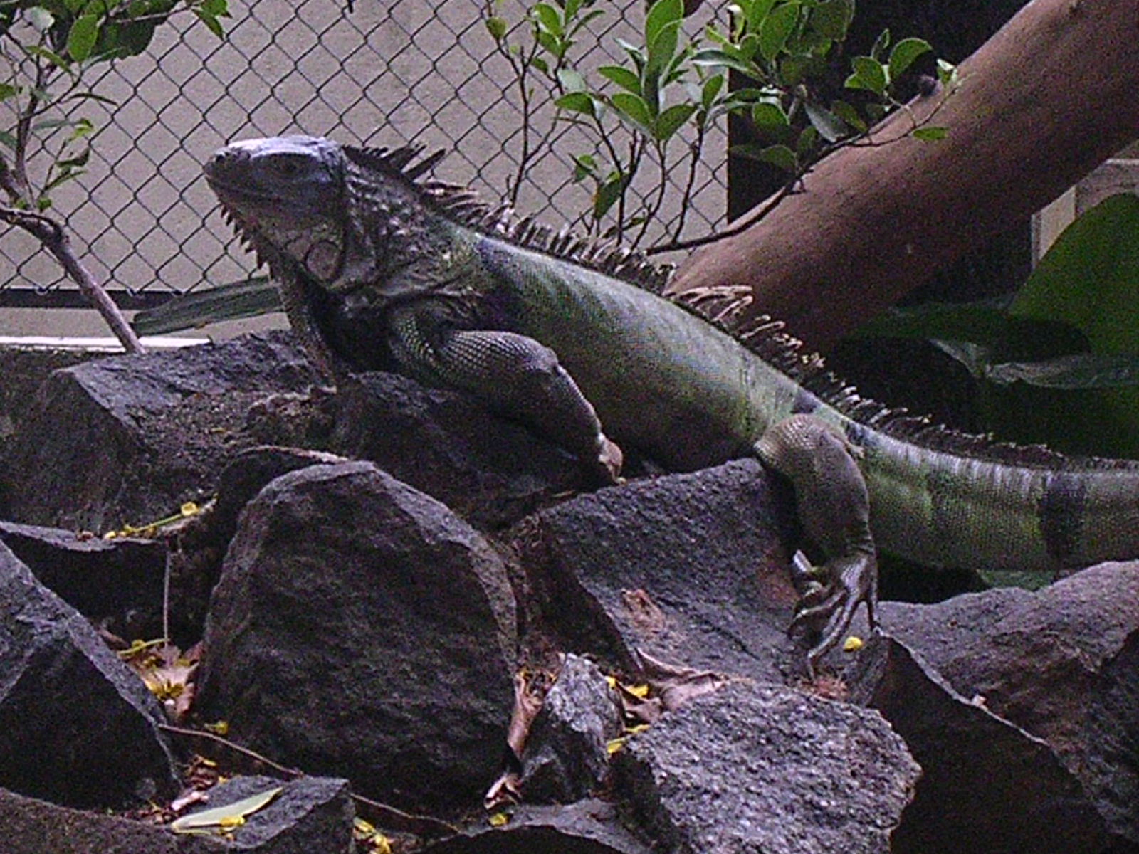 Iguana