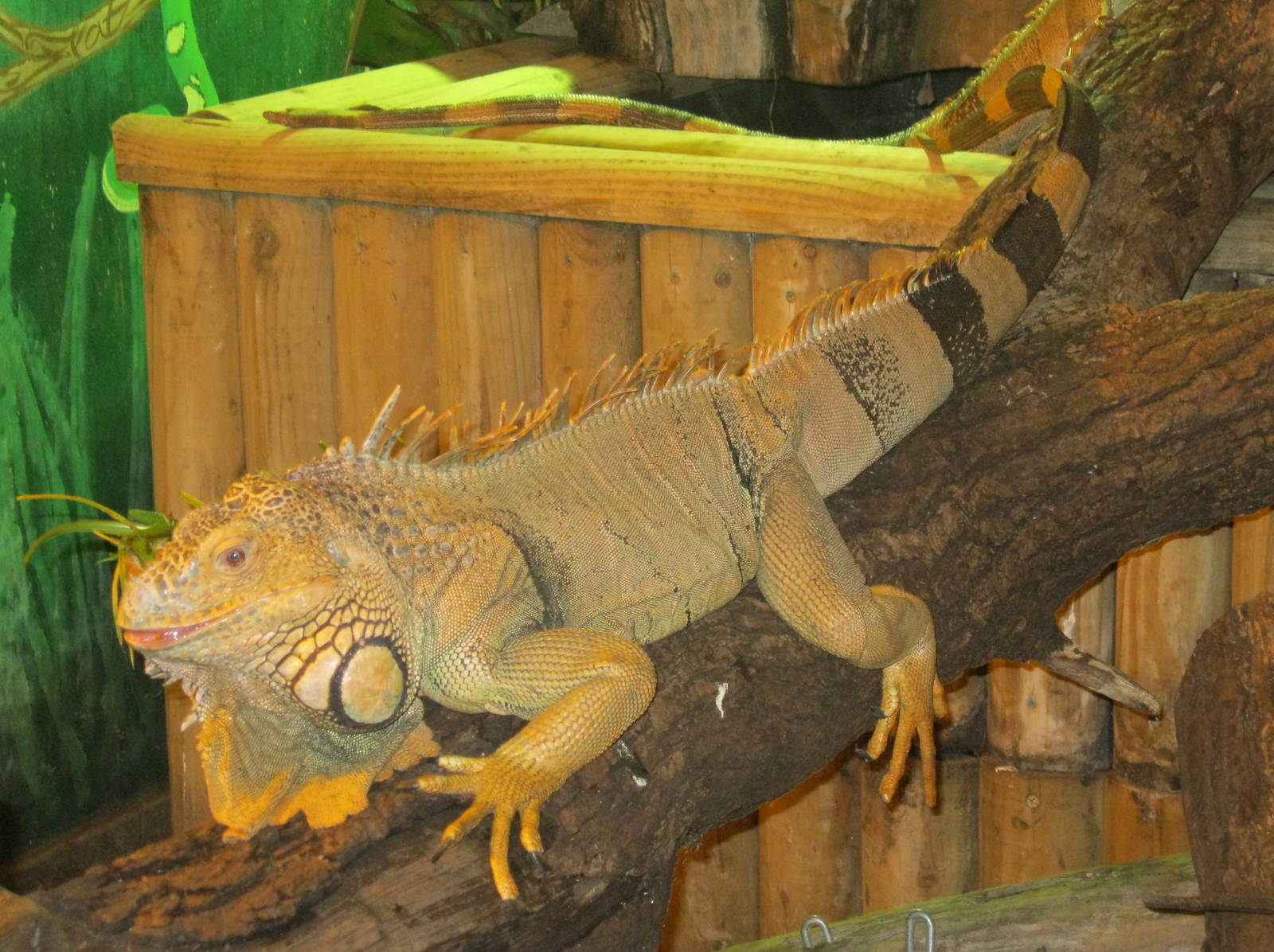 Iguana