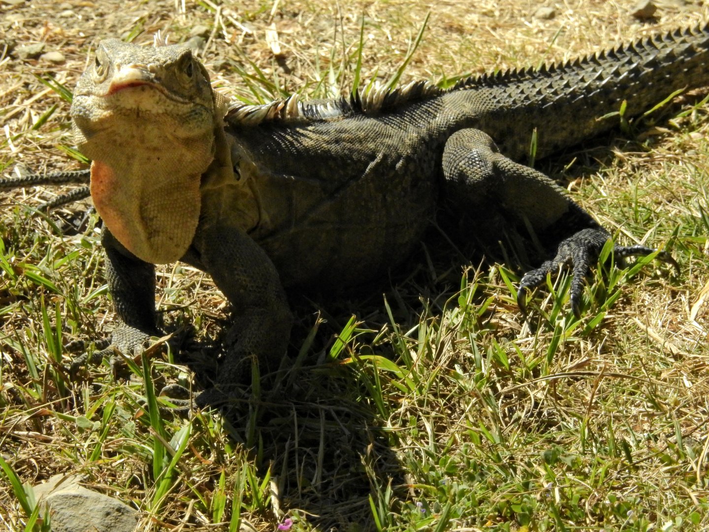 Iguana (?)
