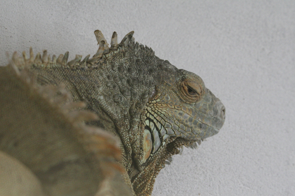 Iguana