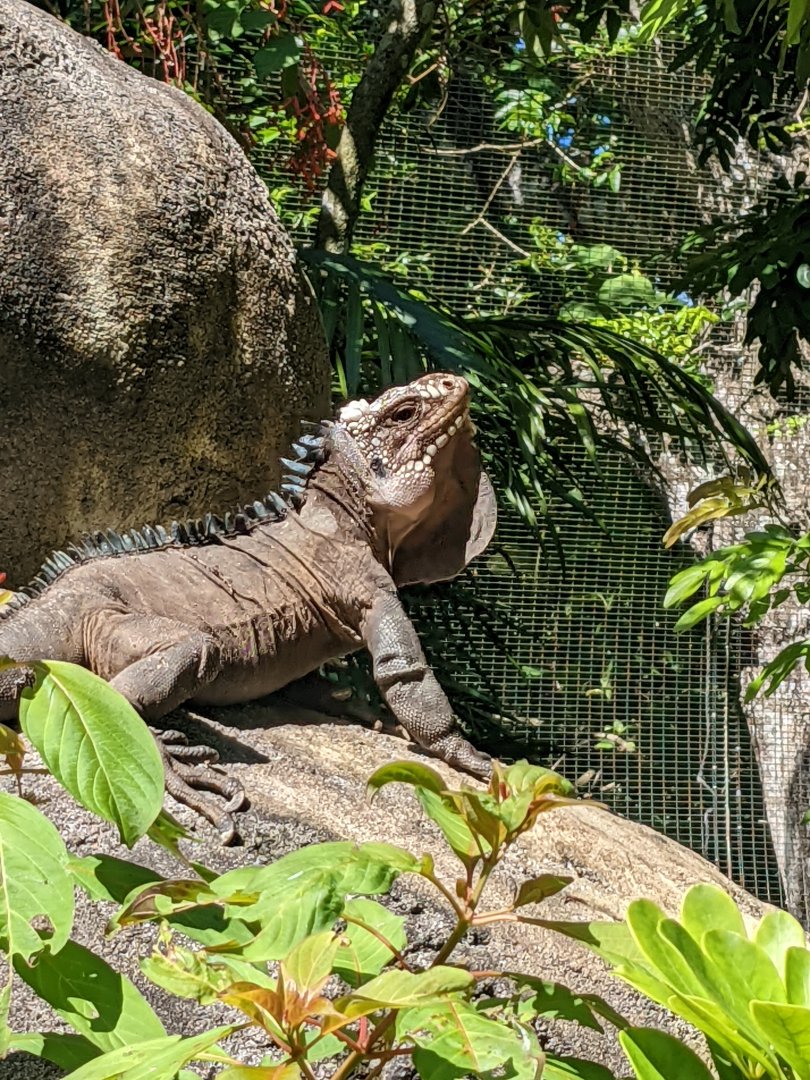 Iguana