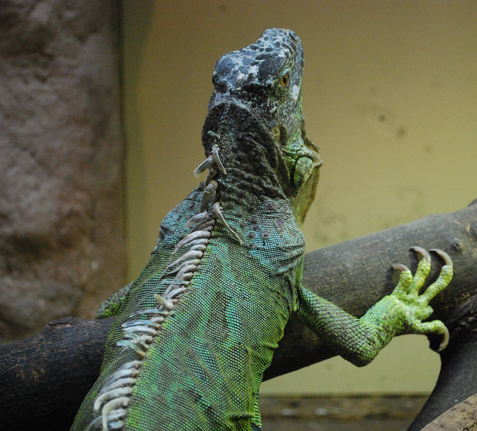 Iguana