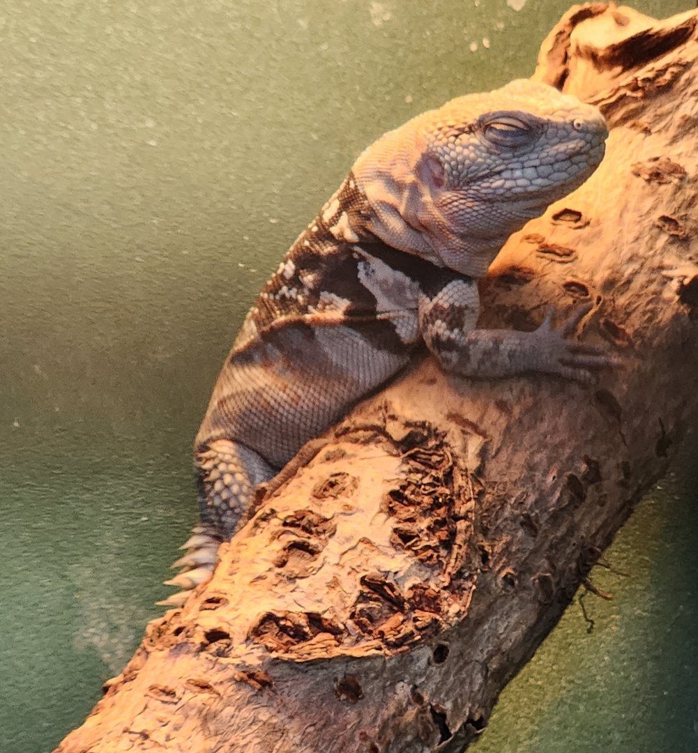 Iguanaland - Cachryx defensor