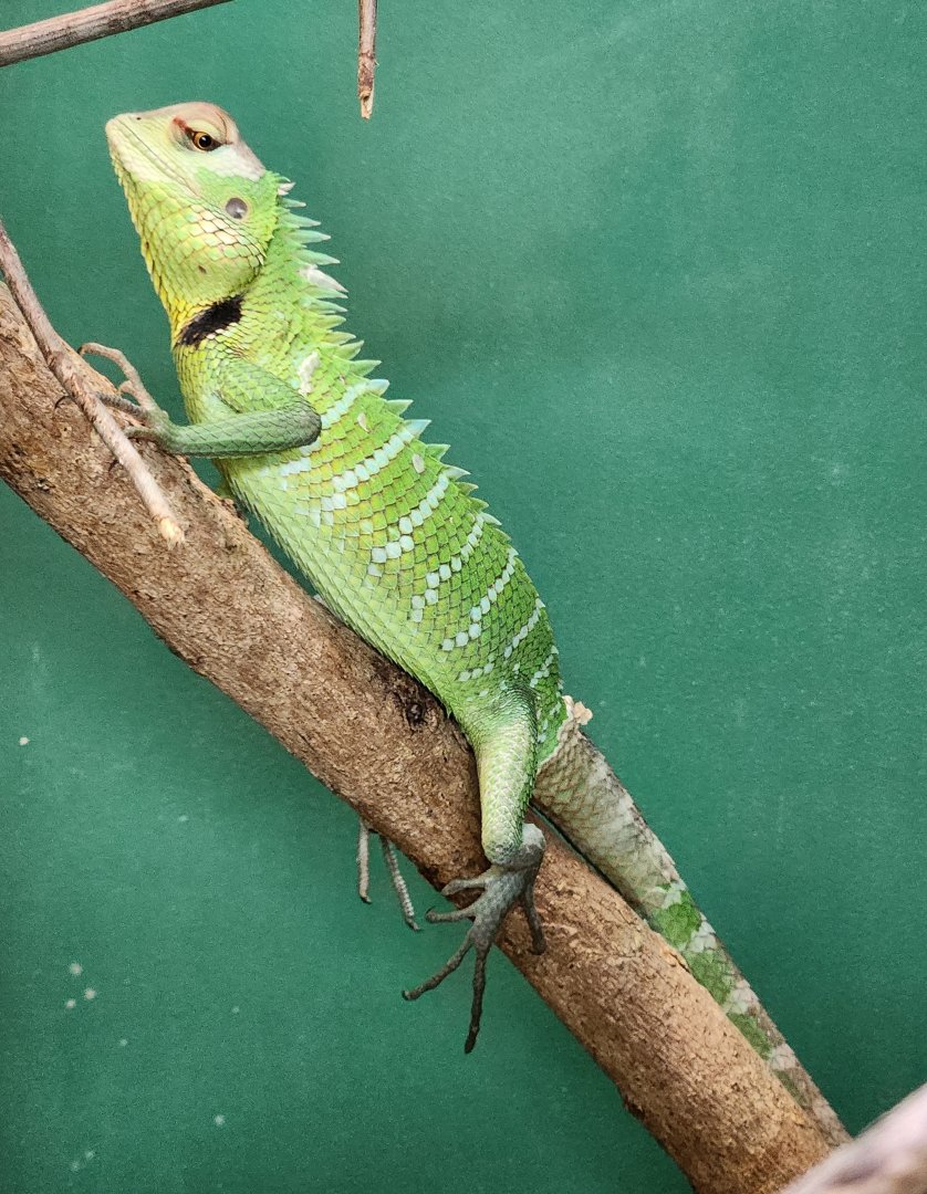 Iguanaland - Calotes calotes