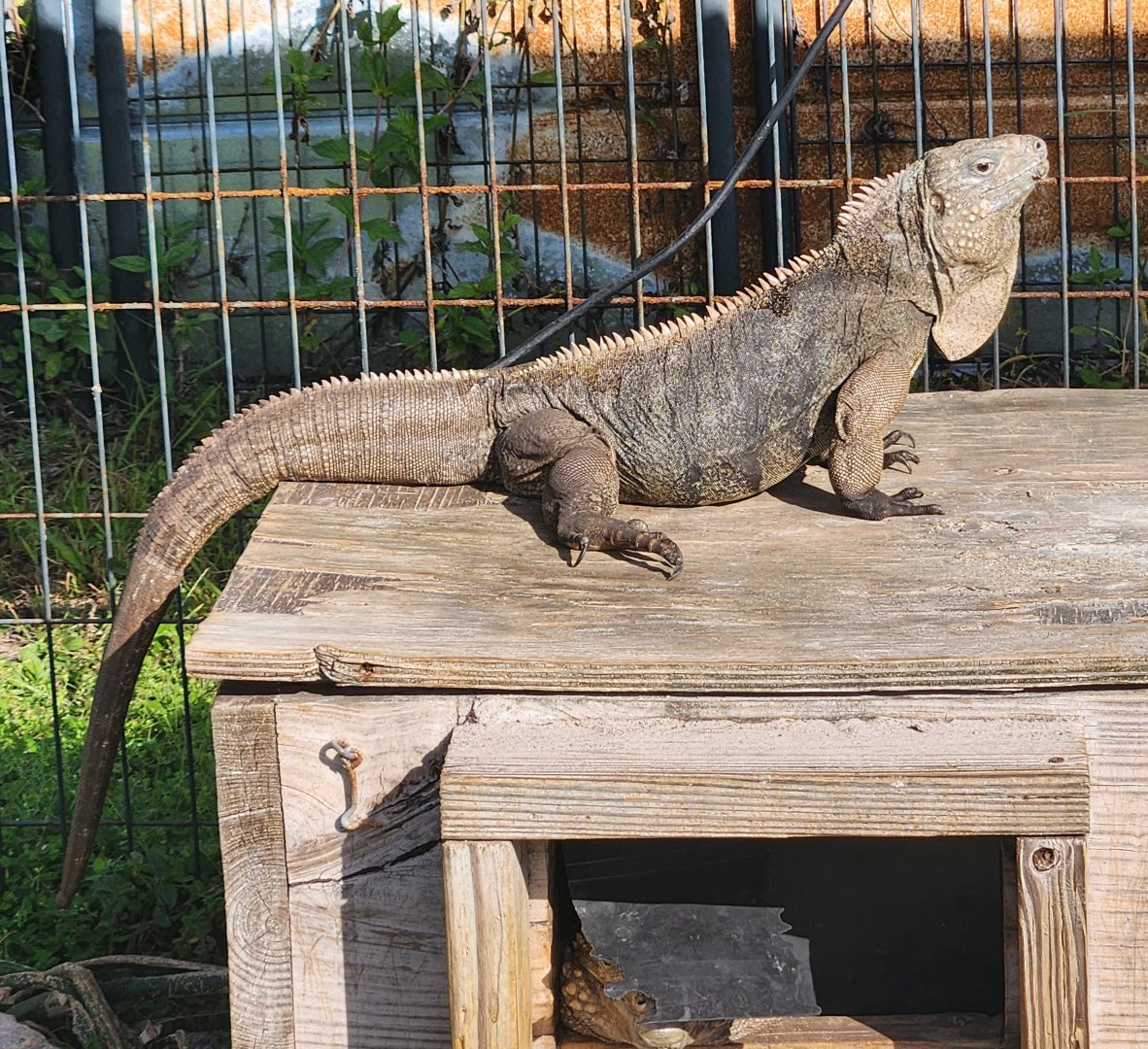 Iguanaland - Cyclura nubila caymanensis