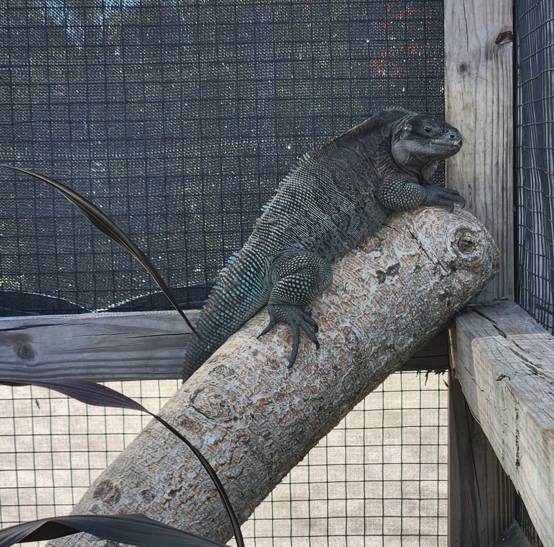 Iguanaland - Cyclura pinguis