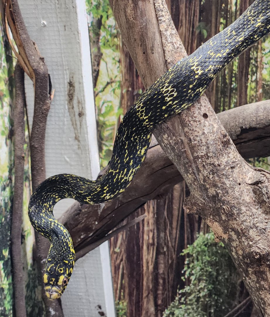 Iguanaland - Elaphe carinata