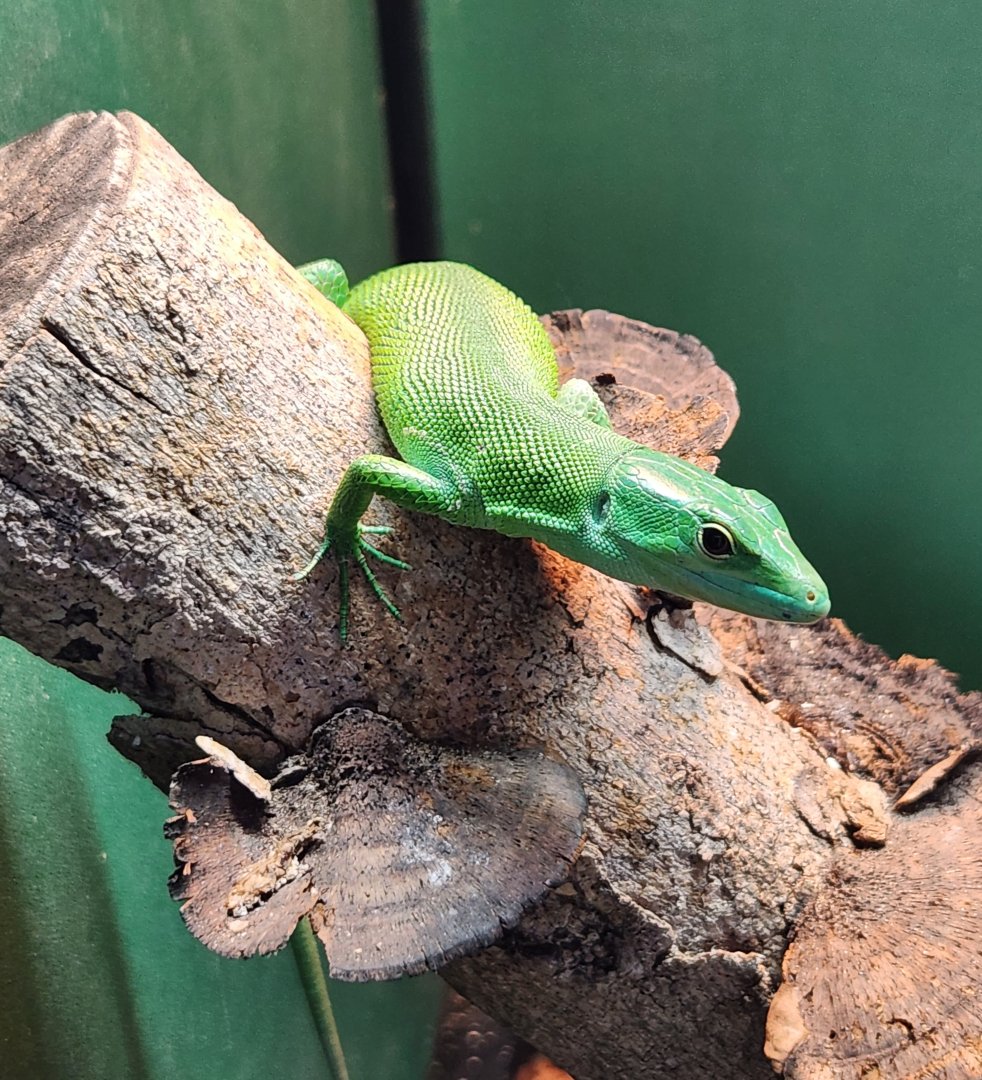 Iguanaland - Gastropholis prasina