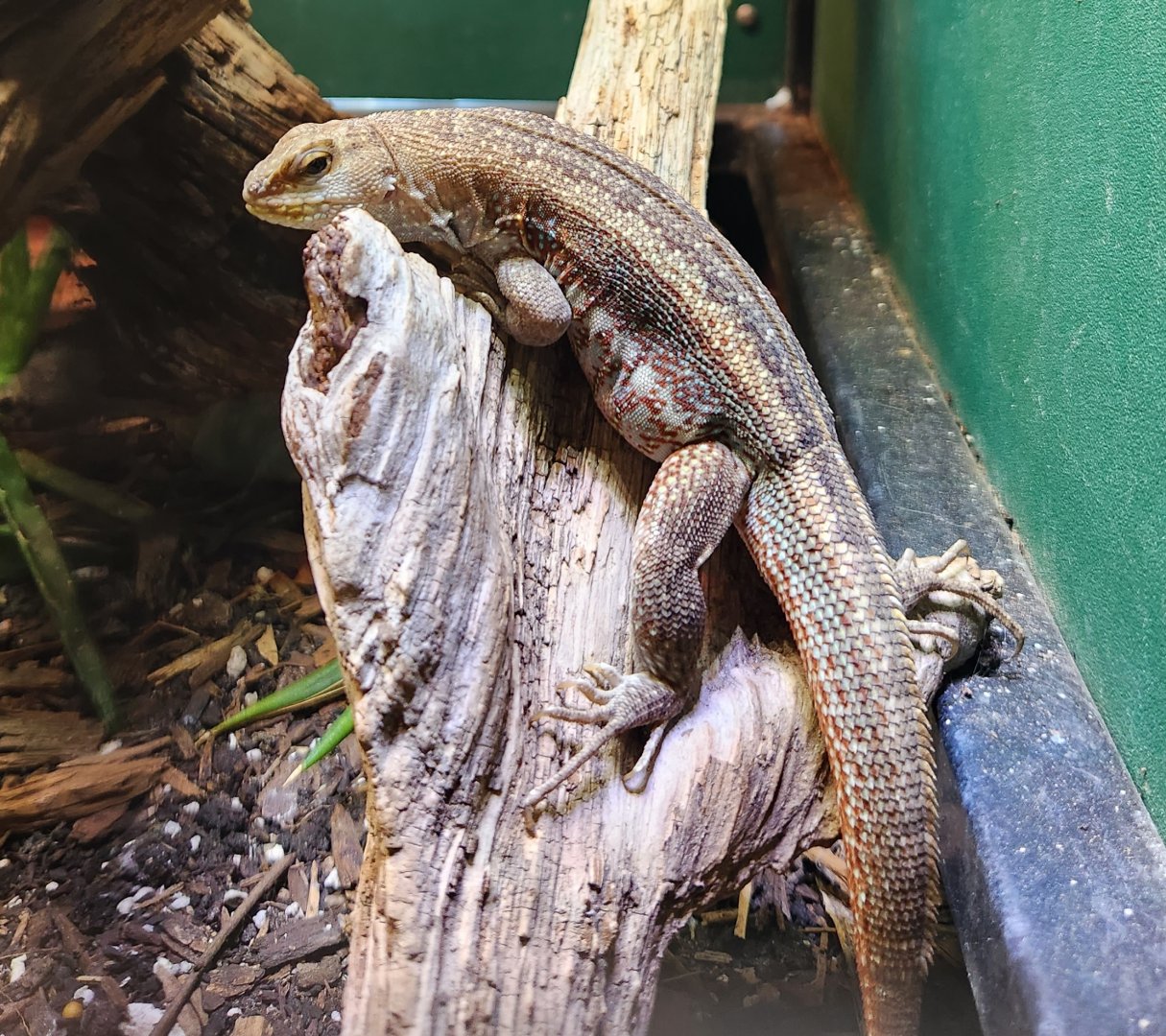 Iguanaland - Leiocephalus schreibersi