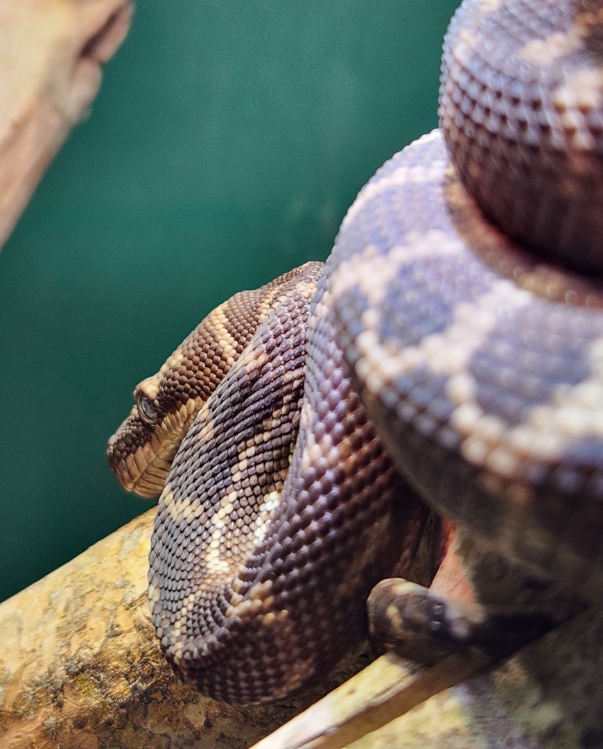 Iguanaland - Morelia carinata