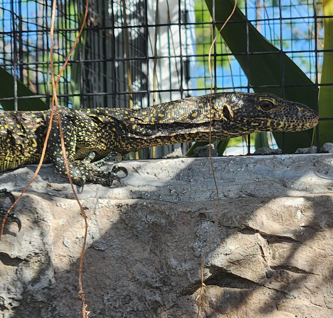 Iguanaland - Varanus doreanus