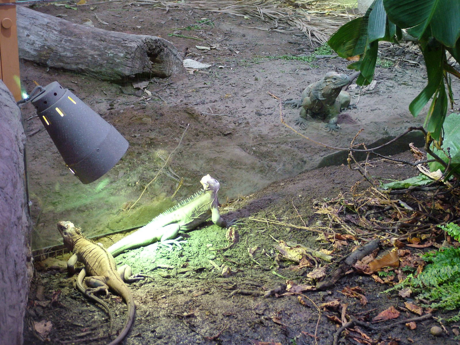 Iguanas at Chester 25/04/10