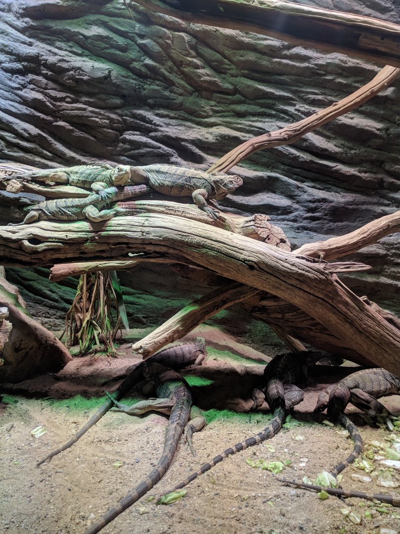 Iguanas Enclosure Zoo Praha 2018