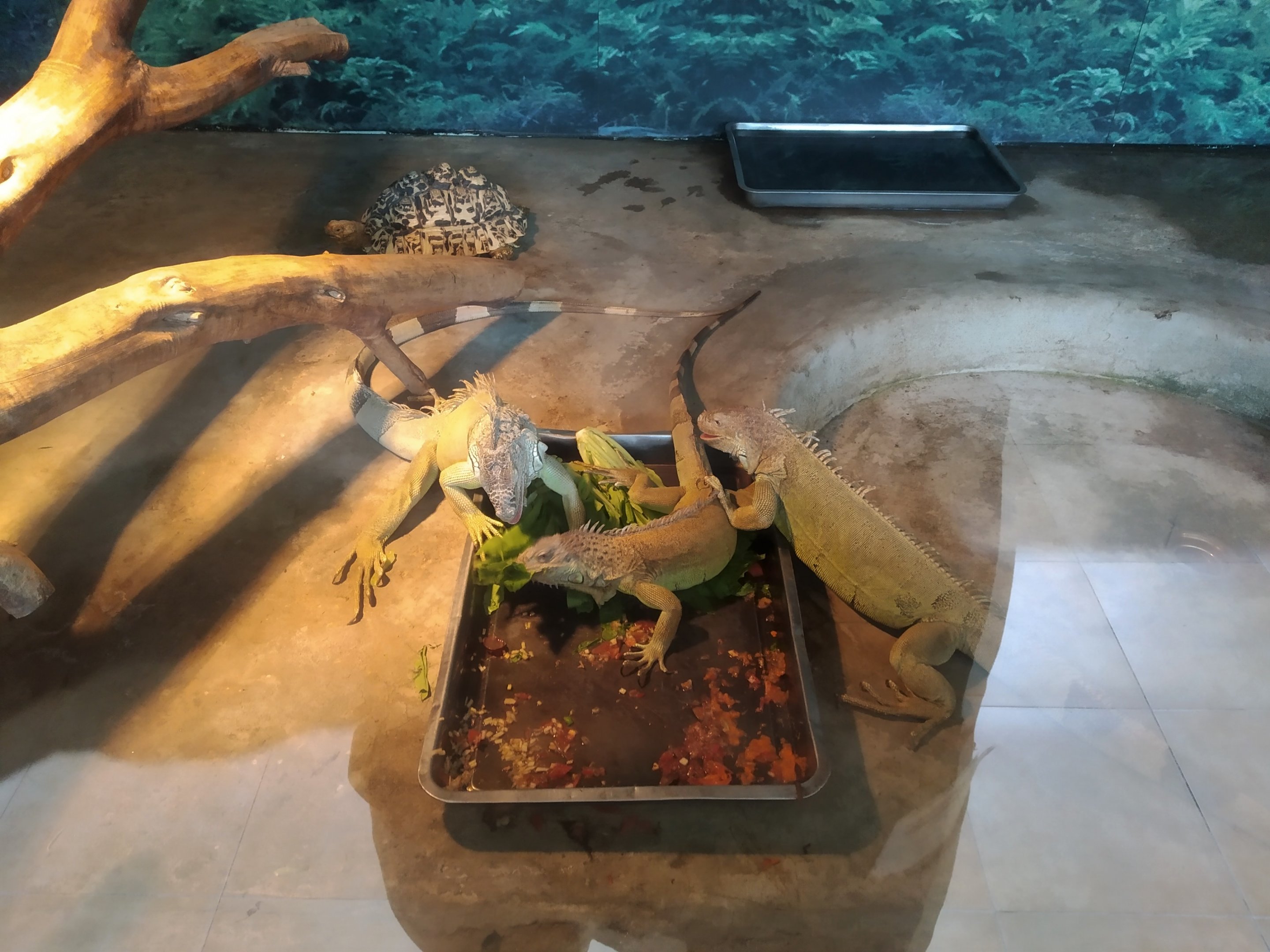 Iguanas Feeding