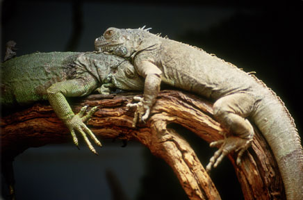 iguanas in old reptile house
