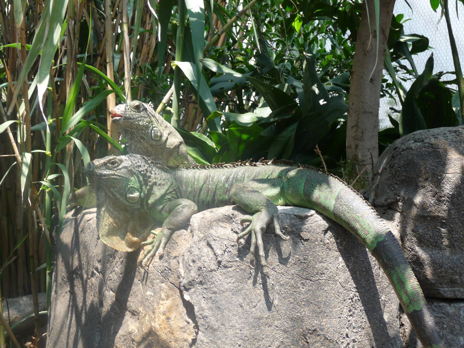 iguanas san juan de aragon zoo