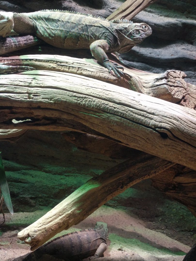 Iguanas Zoo Praha 2018