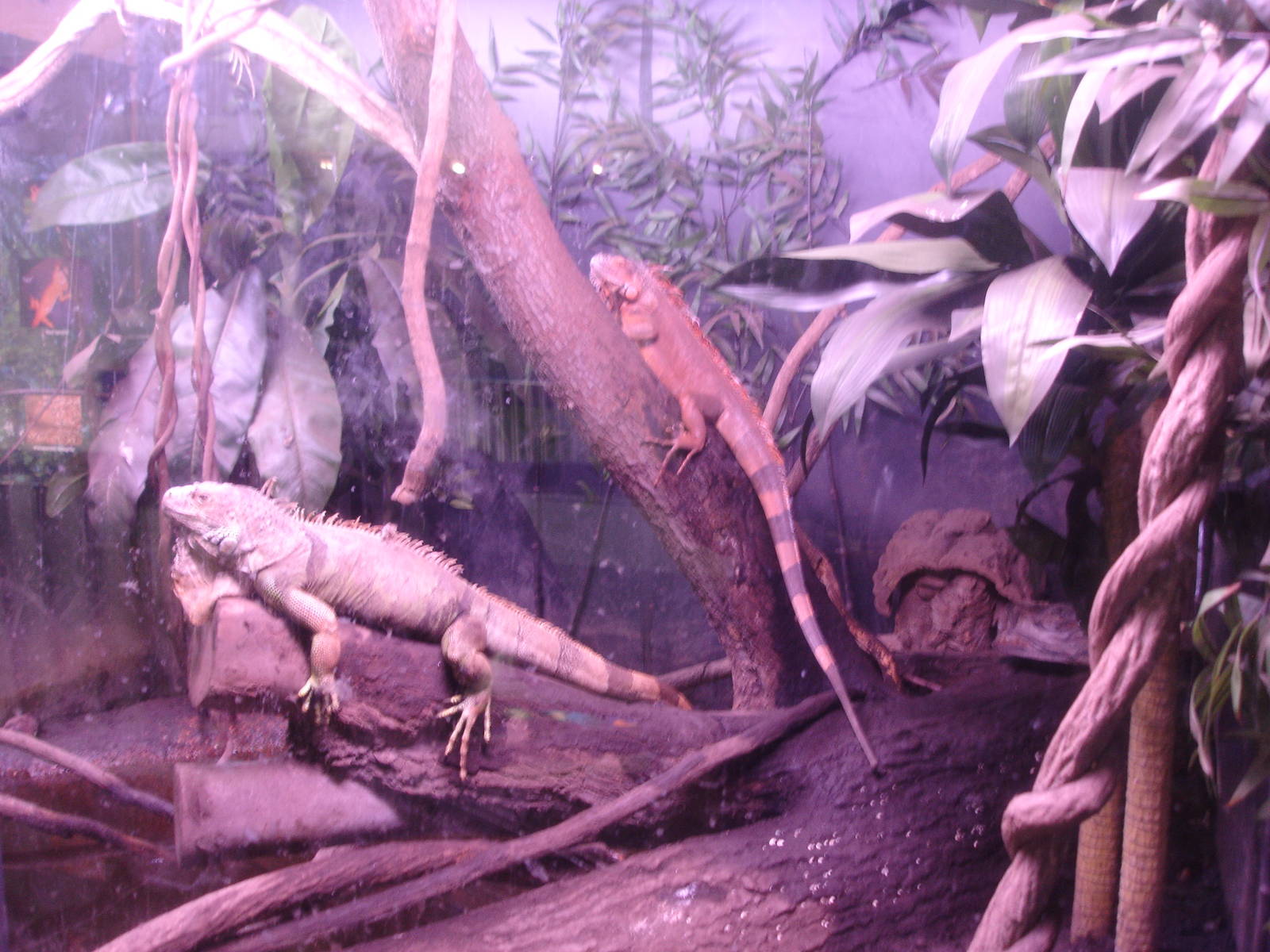 Iguanas