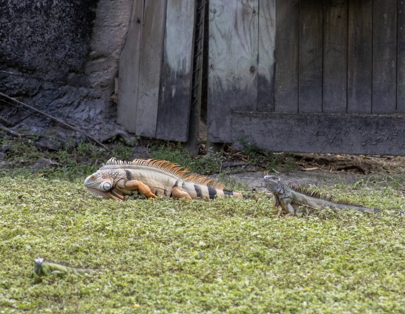Iguanas