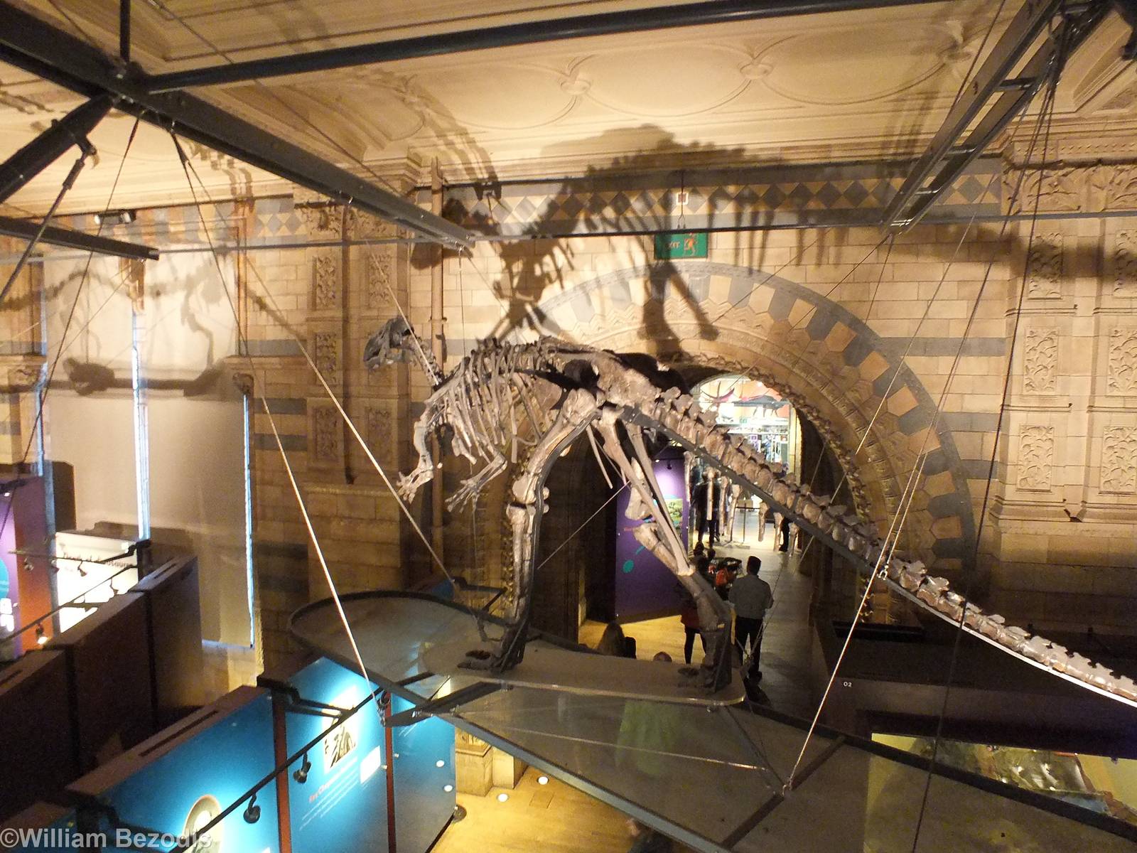 Iguanodon atherfieldensis - NHM London