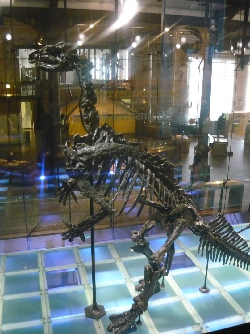 Iguanodon bernissartensis skeleton