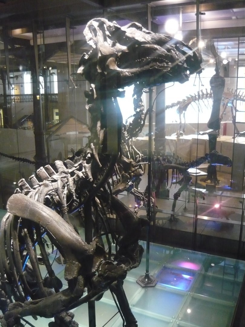 Iguanodon bernissartensis skeleton