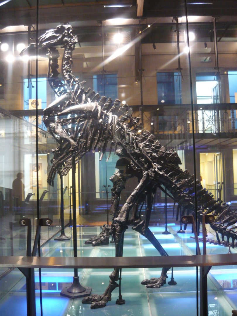 Iguanodon bernissartensis skeleton