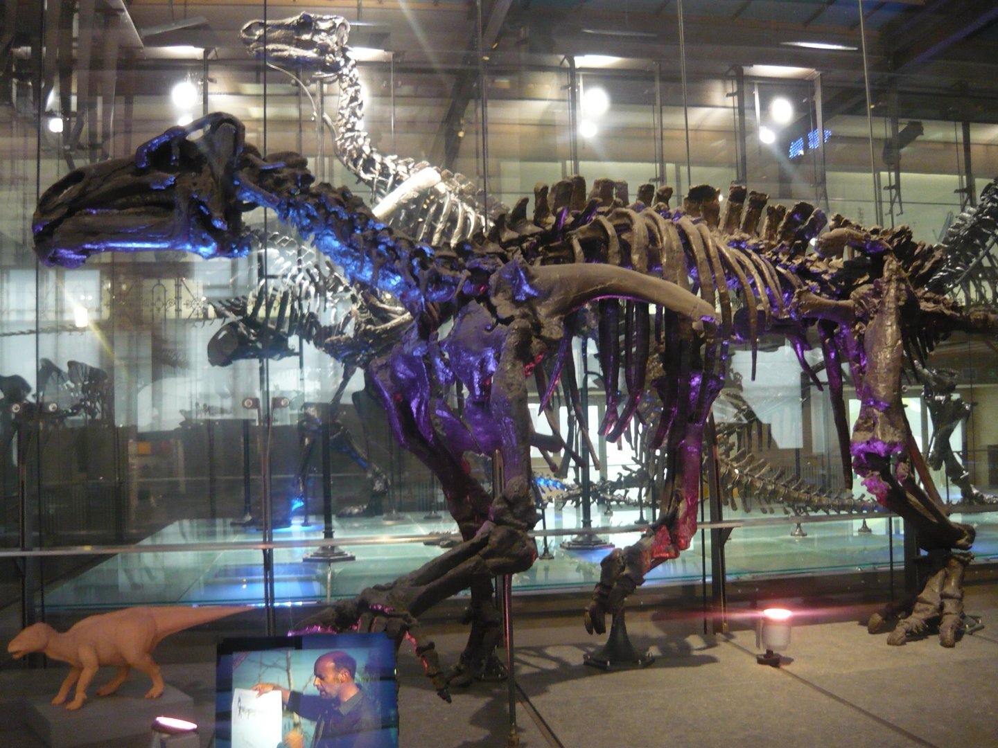 Iguanodon bernissartensis skeleton