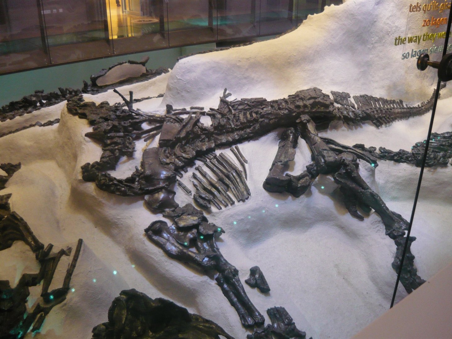 Iguanodon bernissartensis skeleton