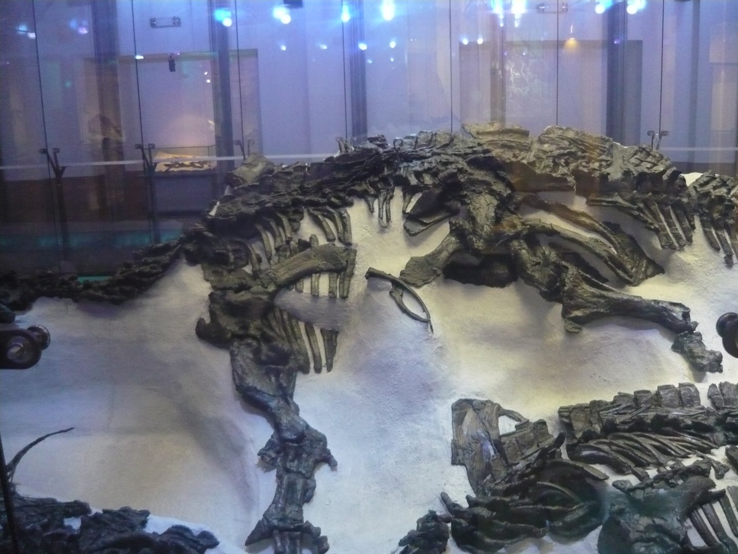 Iguanodon bernissartensis skeleton