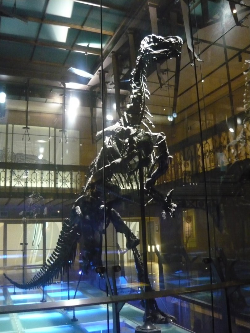 Iguanodon bernissartensis skeleton