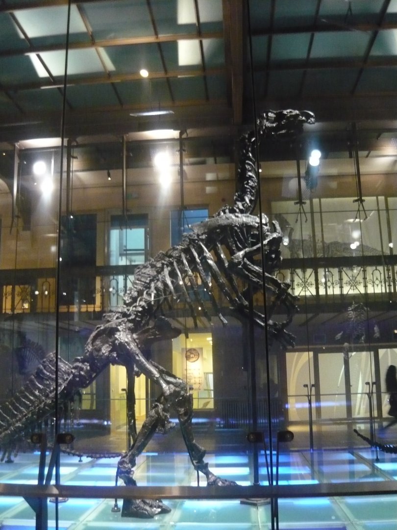 Iguanodon bernissartensis skeleton