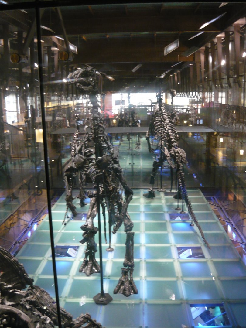 Iguanodon bernissartensis skeletons