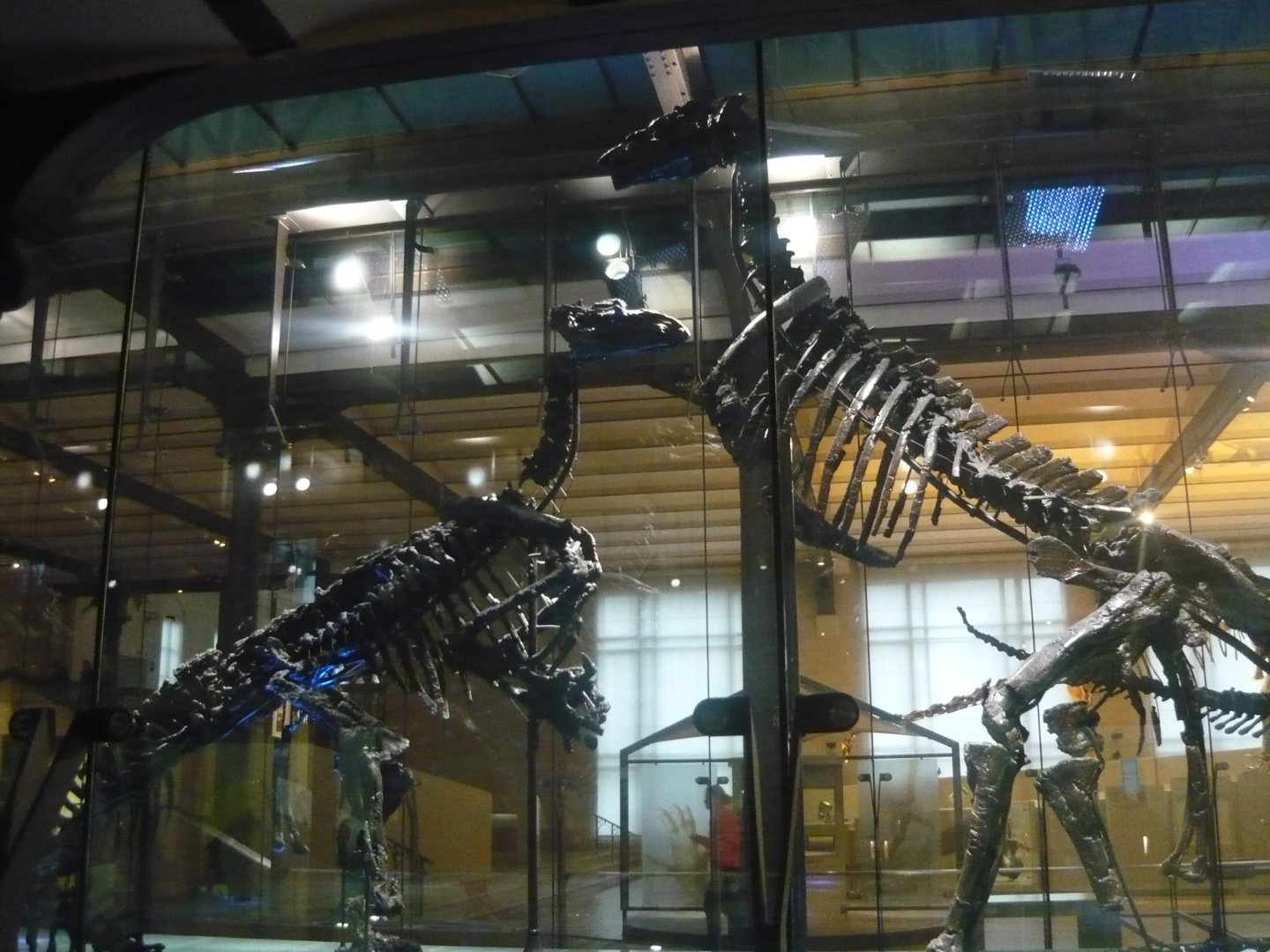 Iguanodon bernissartensis skeletons
